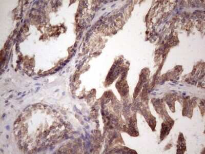 Immunohistochemistry: Bmf Antibody (OTI6F3) [NBP2-46578]