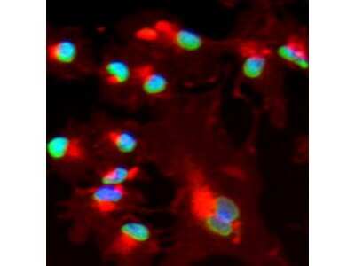 Immunocytochemistry/ Immunofluorescence: BMI-1 Antibody [NB600-487]