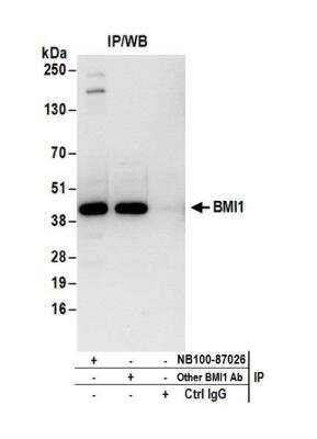 Immunoprecipitation: BMI-1 Antibody [NB100-87026]