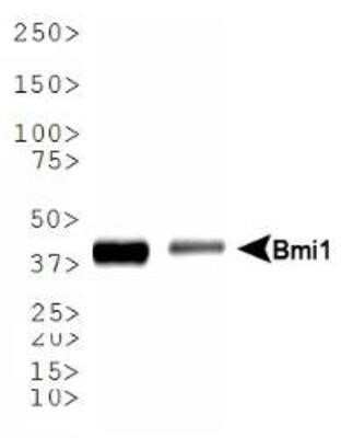 Western Blot: BMI-1 Antibody (LLBmi1-1)BSA Free [NBP1-96140]