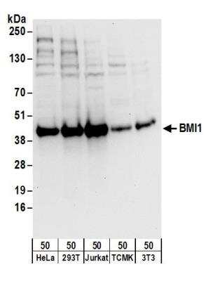 Western Blot: BMI-1 Antibody [NB100-87026]