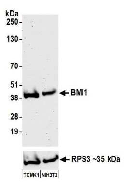 Western Blot: BMI-1 Antibody [NB100-87026]