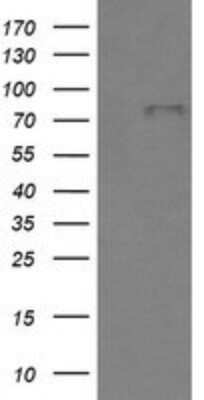 Western Blot: BMP-1/PCP Antibody (OTI3E9)Azide and BSA Free [NBP2-70255]