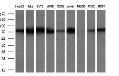 Western Blot: BMP-1/PCP Antibody (OTI3E9) [NBP2-46579]
