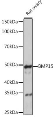 Western Blot: BMP-15/GDF-9B Antibody (6K5C3) [NBP3-16342]