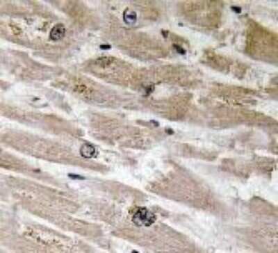 Immunohistochemistry-Paraffin: BMP-2 Antibody - BSA Free [NBP1-19751]