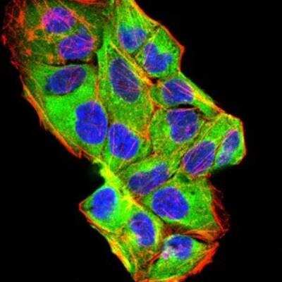Immunocytochemistry/ Immunofluorescence: BMP-2 Antibody (9E10G12) - BSA Free [NBP2-52422]