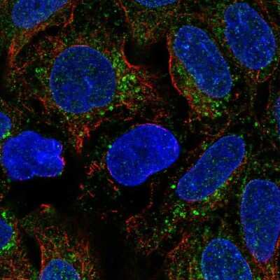 Immunocytochemistry/ Immunofluorescence: BMP-2 Antibody [NBP2-56251]