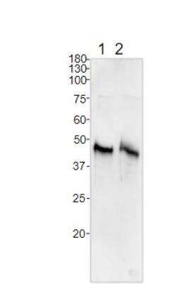 Western Blot: BMP-2/BMP-4 Antibody [NBP3-12507]