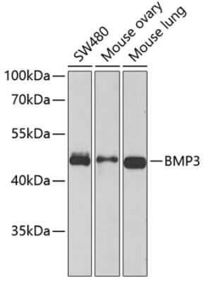 Western Blot: BMP-3 AntibodyBSA Free [NBP2-92799]