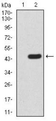 Western Blot: BMP-4 Antibody (3C11C7)BSA Free [NBP2-52424]