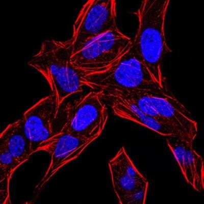 Immunocytochemistry/ Immunofluorescence: BMP-4 Antibody (3C11H8) - BSA Free [NBP2-52423]