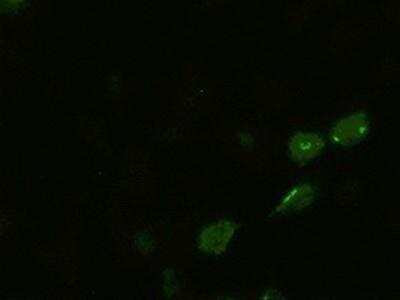 Immunocytochemistry/ Immunofluorescence: BMP-4 Antibody (OTI6B7) [NBP1-47666]