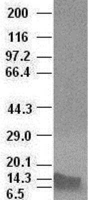 Western Blot: BMP-4 Antibody (OTI6B7) [NBP1-47666]