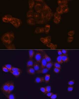 Immunocytochemistry/ Immunofluorescence: BMP-4 Antibody (7Q2U7) [NBP3-15376]