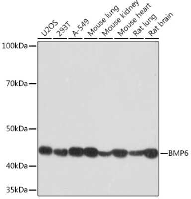 Western Blot: BMP-6 Antibody (6N5S9) [NBP3-16430]
