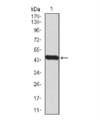 Western Blot: BMP-7 Antibody (6E5D12)BSA Free [NBP2-52425]