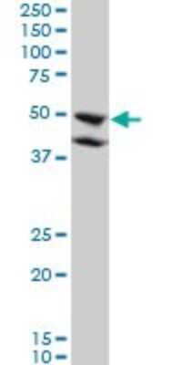 Western Blot: BMP-7 Antibody (M1-F8) [H00000655-M01]