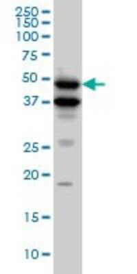 Western Blot: BMP-7 Antibody (M1-F8) [H00000655-M01]