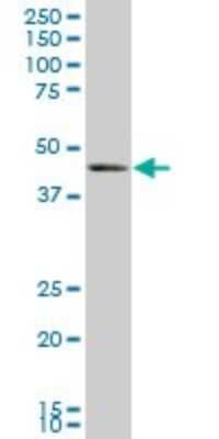 Western Blot: BMP-7 Antibody (M1-F8) [H00000655-M01]