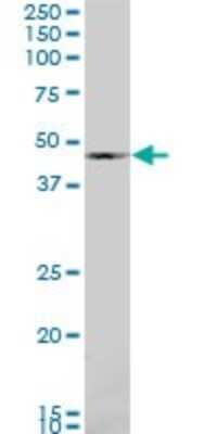 Western Blot: BMP-7 Antibody (S52) [H00000655-M03]