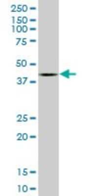 Western Blot: BMP-7 Antibody (S52) [H00000655-M03]
