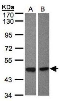 Western Blot: BMP-8a Antibody [NBP1-31168]