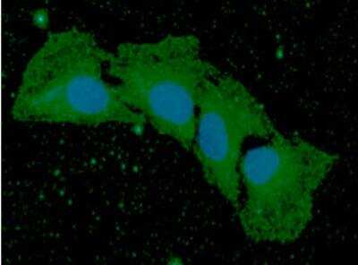 Immunocytochemistry/ Immunofluorescence: BMP-8b Antibody (13E6) - BSA Free [NBP2-42693]