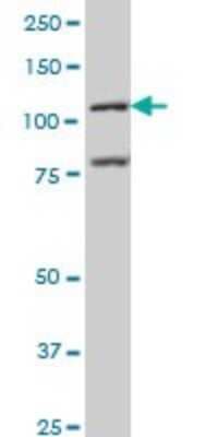Western Blot: BMP2K Antibody (1F11) [H00055589-M02]