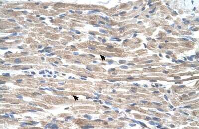 Immunohistochemistry-Paraffin: BMP2K Antibody [NBP1-52901]