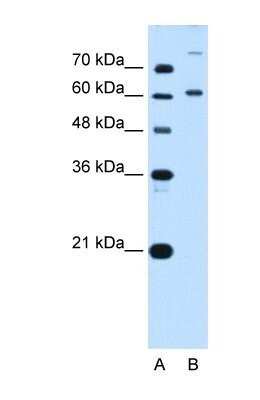 Western Blot: BMP2K Antibody [NBP1-52901]
