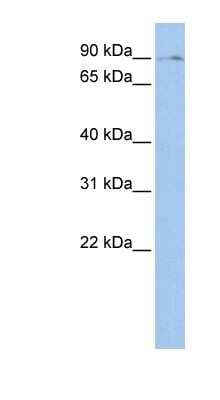 Western Blot: BMP2K Antibody [NBP1-52902]