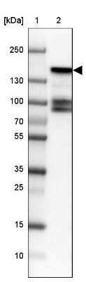 Western Blot: BMP2K Antibody [NBP1-88601]