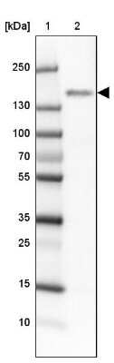 Western Blot: BMP2K Antibody [NBP1-88602]