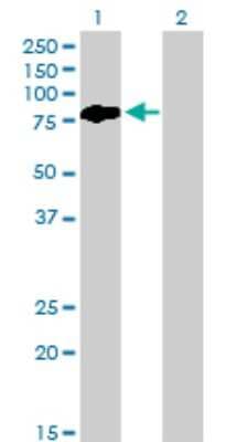 Western Blot: BMP2K Antibody (X1) [H00055589-M03]