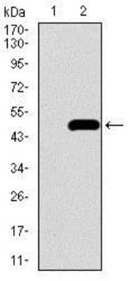 Western Blot: BMPR-IA/ALK-3 Antibody (4B7B2)BSA Free [NBP2-37421]
