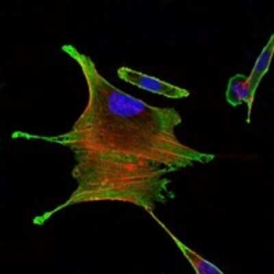 Immunocytochemistry/ Immunofluorescence: BMPR-II Antibody (3F6) - BSA Free [NBP2-37624]