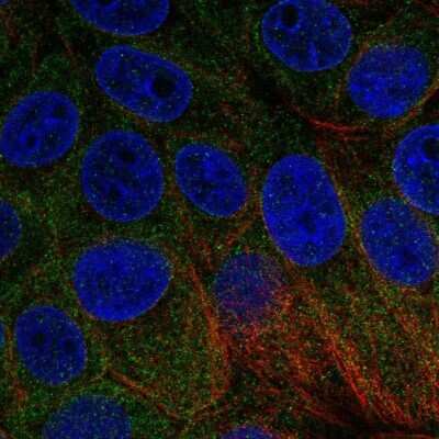 Immunocytochemistry/ Immunofluorescence: BNIP1 Antibody [NBP2-58913]