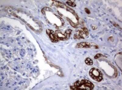 Immunohistochemistry: BNIP1 Antibody (OTI2B3) - Azide and BSA Free [NBP2-70257]