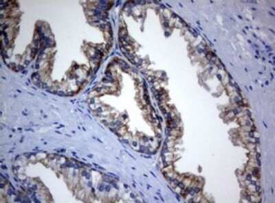 Immunohistochemistry: BNIP1 Antibody (OTI2B3) - Azide and BSA Free [NBP2-70257]