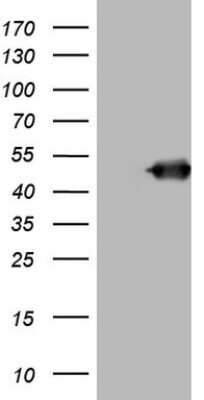 Western Blot: BNIP2 Antibody (OTI1C12) [NBP2-46581]