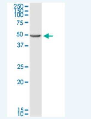 Western Blot: BNIP2 Antibody (8C6) [H00000663-M02-100ug]