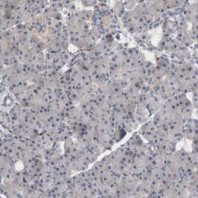 Immunohistochemistry-Paraffin: BNIP2 Antibody [NBP1-88559]