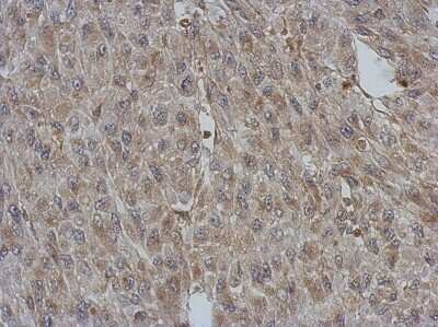 Immunohistochemistry-Paraffin: BNIP2 Antibody [NBP2-15602]