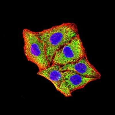 Immunocytochemistry/ Immunofluorescence: BNIP3 Antibody (6A5F7) - BSA Free [NBP2-61715]