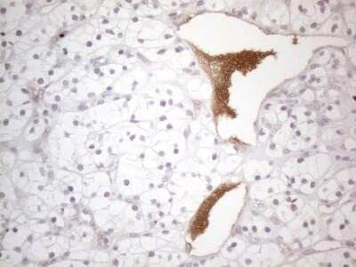 Immunohistochemistry: NT-proBNP Antibody (OTI11G4) [NBP2-46201]
