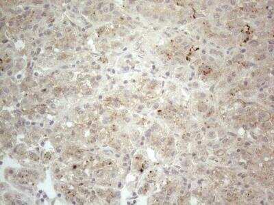 Immunohistochemistry: NT-proBNP Antibody (OTI11G4) [NBP2-46201]