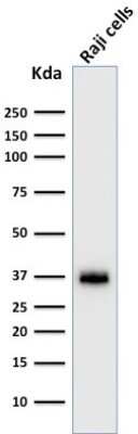 Western Blot: BOB1 Antibody (BOB1/2422)Azide and BSA Free [NBP3-08637]