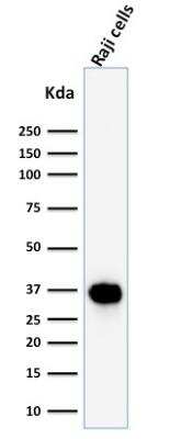 Western Blot: BOB1 Antibody (BOB1/2425) [NBP2-75756]