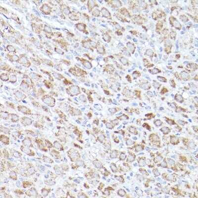 Immunohistochemistry-Paraffin: BOK Antibody - Azide and BSA Free [NBP2-92315]